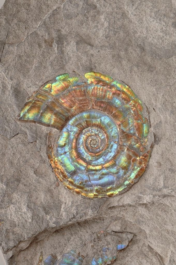 Iridescent ammonite fossil held in natural stone