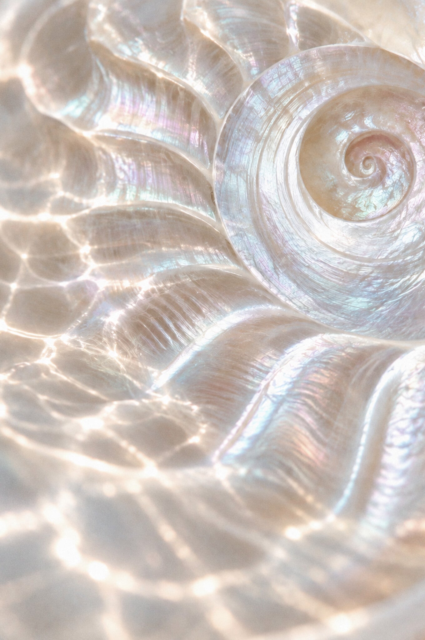 Luminous natural mother-of-pearl shell in soft light
